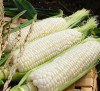 Corn Mountain Snow 